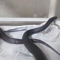 メキシカンブラックキングスネーク