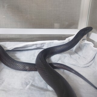 メキシカンブラックキングスネーク