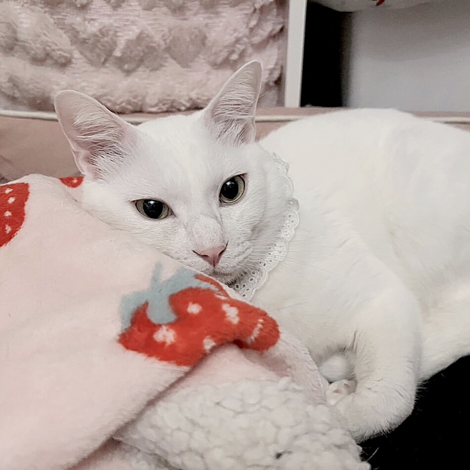 ぷんちゃんのカバー写真