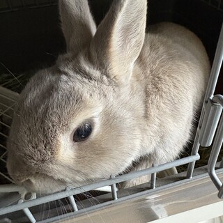 4さい　ネザーランド　新しいお家を探しています！