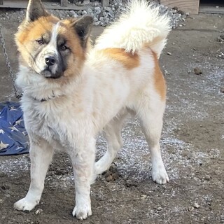 ちょっと大きめなMIX