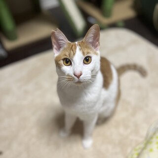 【トライアル中】ライくん