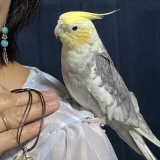 陽気な男の子です