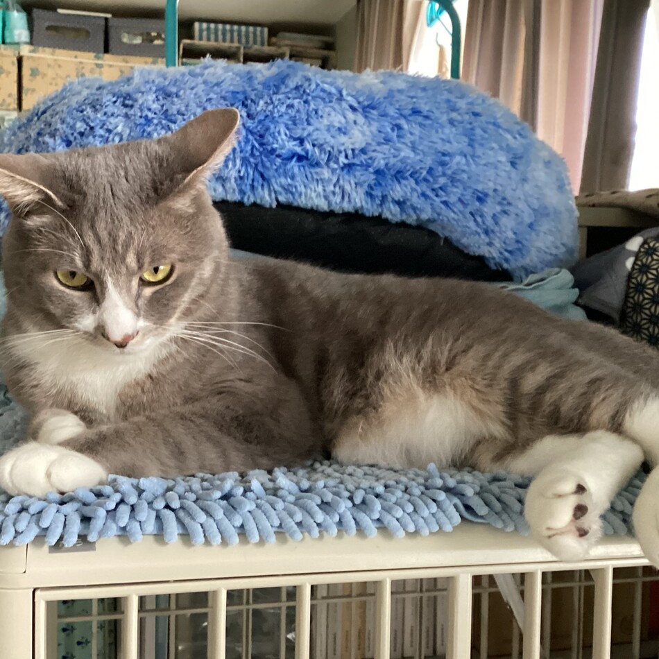 たらのカバー写真