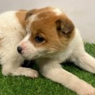 緊急！生後1ケ月の可愛い子犬　3月7日迄
