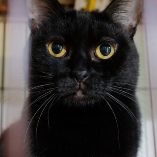 なでられるの大好き！甘えん坊な黒猫ちゃん