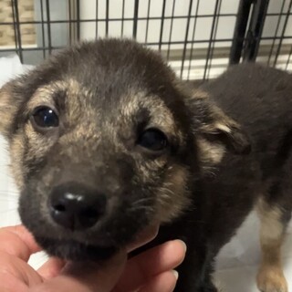 一旦募集停止します