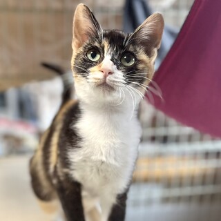 綺麗な三毛柄のあんずちゃん