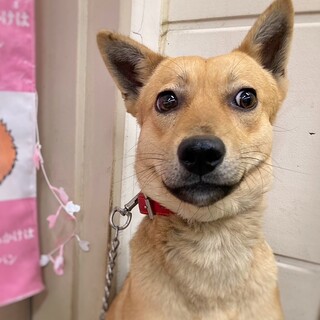 愛嬌たっぷり！　しらせくん　2-3歳