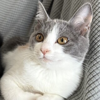 【3/16芝浦】わんぱく女子✦毛並みが綺麗な三毛