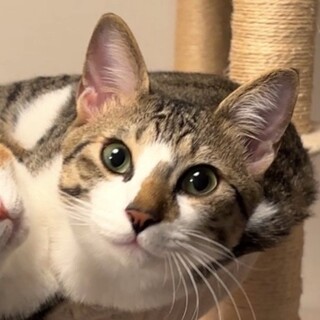 【3/16芝浦】天真爛漫な男の子✦とろろ