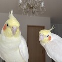 オカメインコ　男の子と女の子