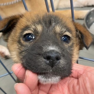 かわいい子犬　クレープちゃん　2ヶ月