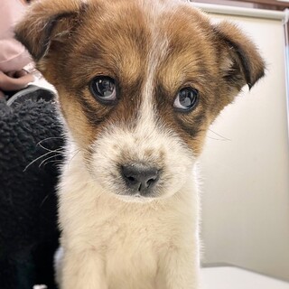 【相談中】かわいい子犬　リクームくん　2ヶ月