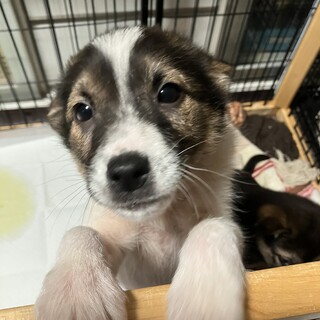 トライアル決定のため、一旦募集停止