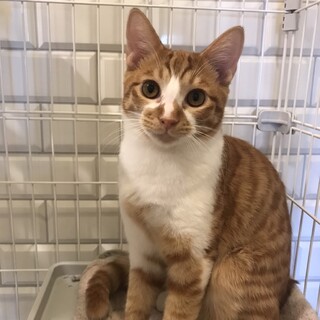 【5/11新橋】お留守番もOK初心者さんにも◎