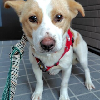 撫でてもらうのが好き、愛らしいかりん