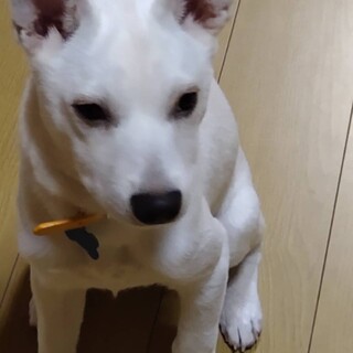 【募集停止中】マイペースな壱岐っこサム