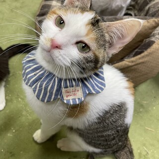 甘えん坊の三毛猫ちゃん♡」東京都 - 猫の里親募集(511892