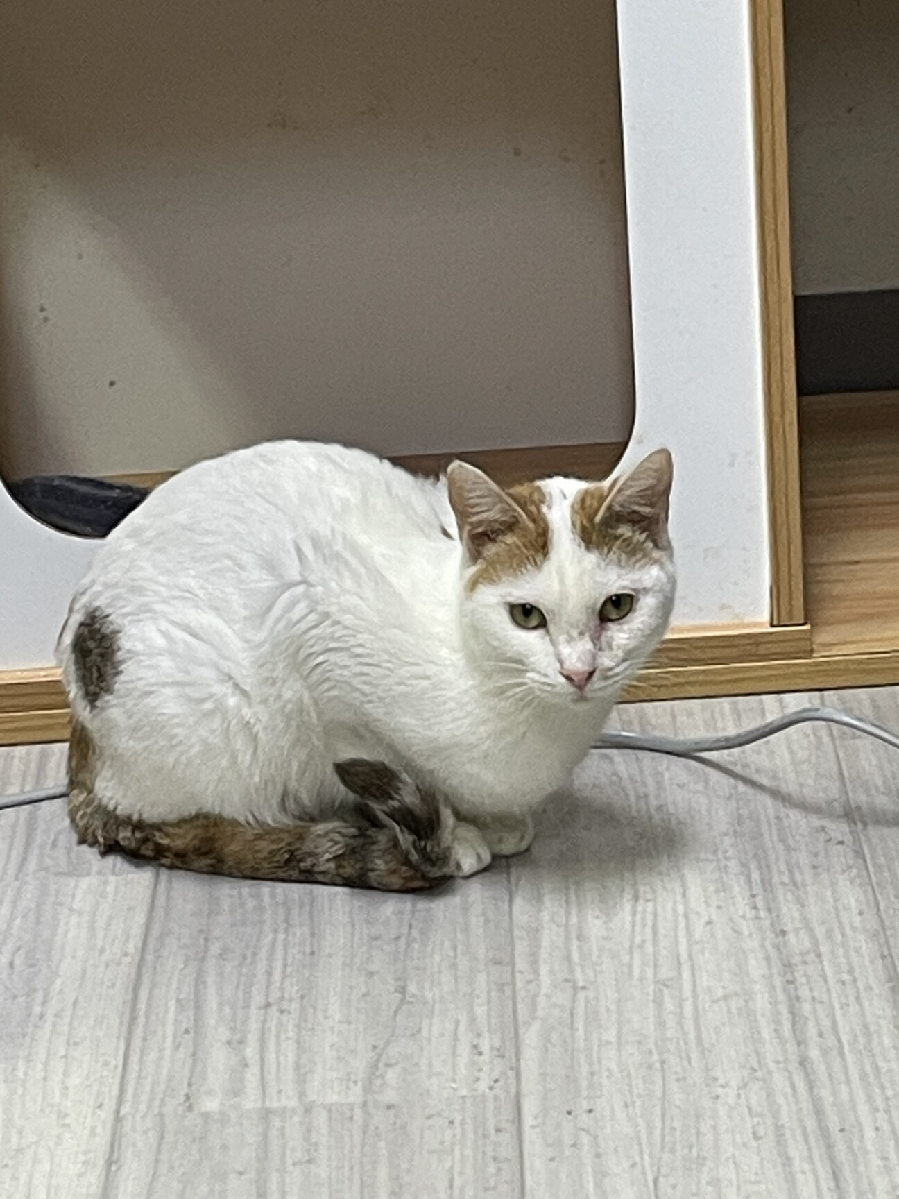 想像を超えての おっとり三毛ちゃん♡ルル」東京都 猫の里親募集(511893 - ノート・メモ帳