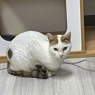 おっとり三毛ちゃん♡ルルちゃん８ヶ月