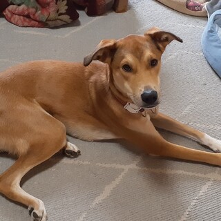 「チャー」男の子