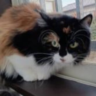 ペルシャキャリコミックス3歳女の子