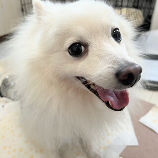 推定2018年生れ スピッツ♂ ウユくん