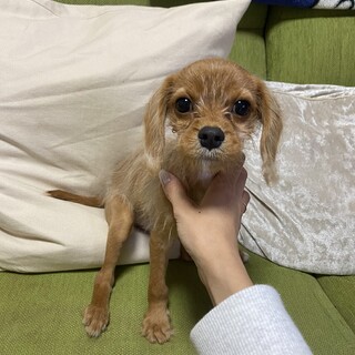 キャバプーの子犬です????
