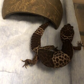 ダイオウトカゲモドキ