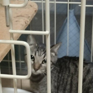 かわいいキジ猫　らんちゃん