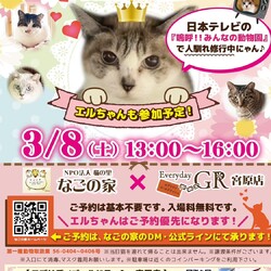 保護猫譲渡会inエブリデイゴールドラッシュ宮原店