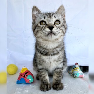 3/9(日)譲渡会予約受付中仲良し兄妹うめみちゃん