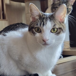 猫の休憩所☆トルテ