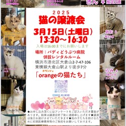 orangeの猫たちの譲渡会in大倉山