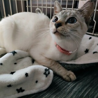 激しい甘えん坊美少女ひなちゃん