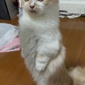 里親募集