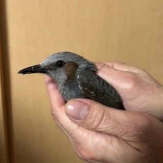 怪我をしたヒヨドリ