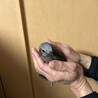 怪我をしたヒヨドリ サムネイル3