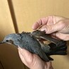 怪我をしたヒヨドリ サムネイル4