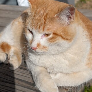甘えん坊の茶トラです。