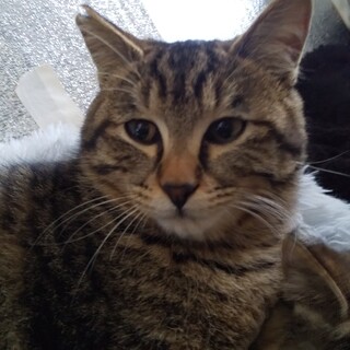 おとなしいキジトラです。