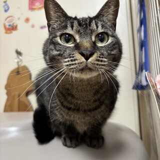 引っ込み思案なびじんさん、さくらちゃん♪