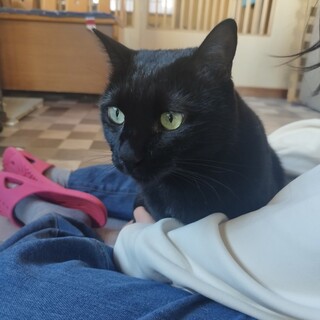 猫の休憩所☆うなぎ♂