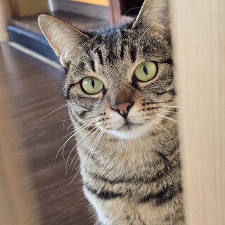 猫の休憩所☆ザッハ