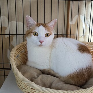 茶白5兄妹 トッポくん