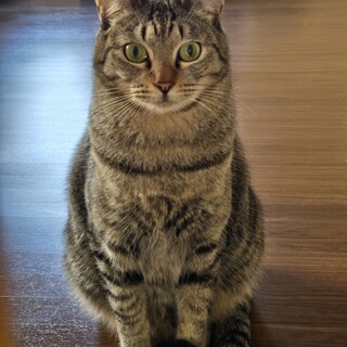 猫の休憩所☆タルト