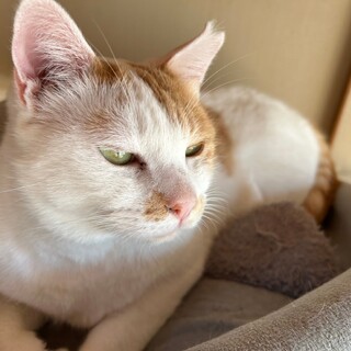 猫の休憩所☆よもぎ