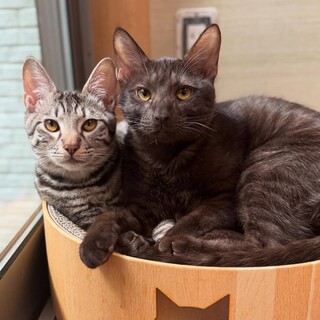 【3/16芝浦】こんなに甘えん坊な猫いる？初心者◎