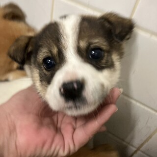 緊急！生後1ケ月の可愛い子犬　3月7日迄